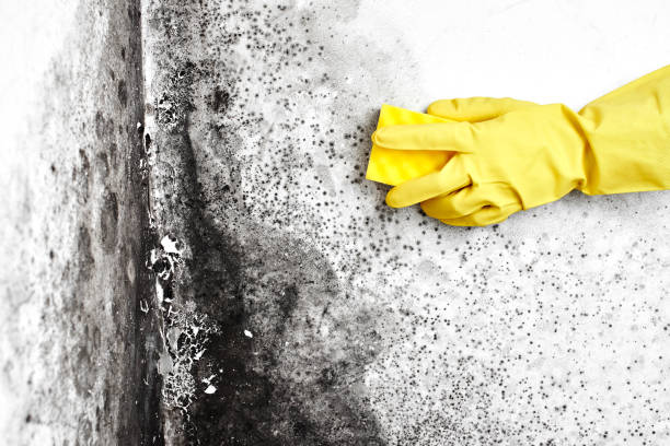Best Emergency Mold Removal  in Hasson Heights, PA
