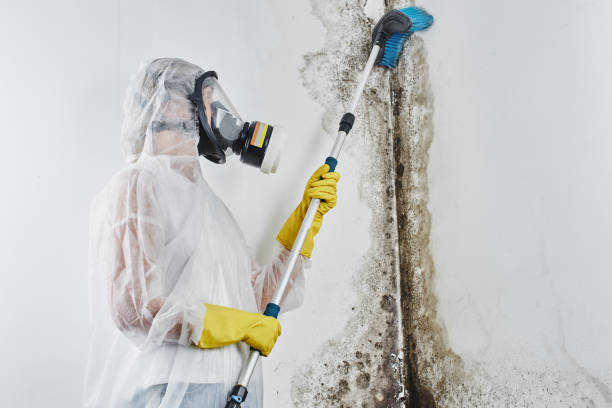 Mold Removal Process in Hasson Heights, PA