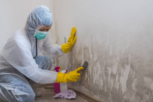 Best Crawl Space Mold Removal  in Hasson Heights, PA