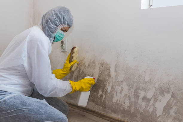 Best Best Mold Removal Companies  in Hasson Heights, PA