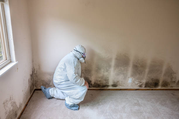 Best Emergency Mold Removal  in Hasson Heights, PA