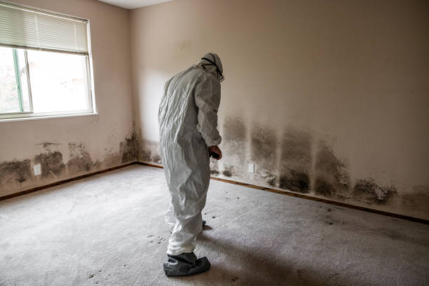 Best Toxic Mold Removal  in Hasson Heights, PA